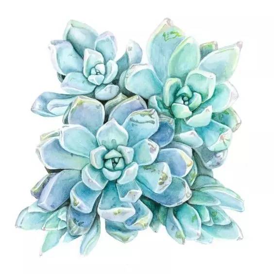 长寿花：开花不断， 心情也不断