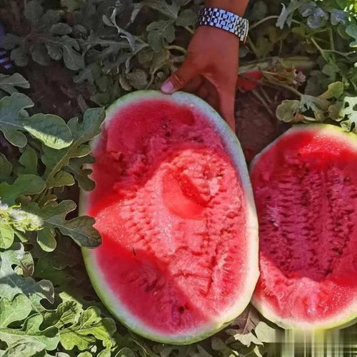 四、 浇水与施肥：保持土壤湿润，施足底肥