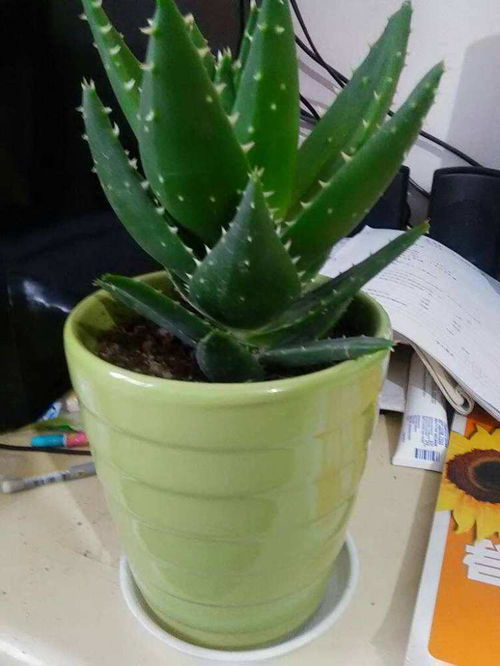 土要干？那必须是快快浇水的时侯