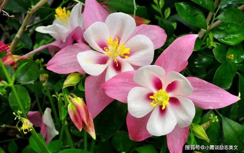 枙子花双“白头到老”不吉利？