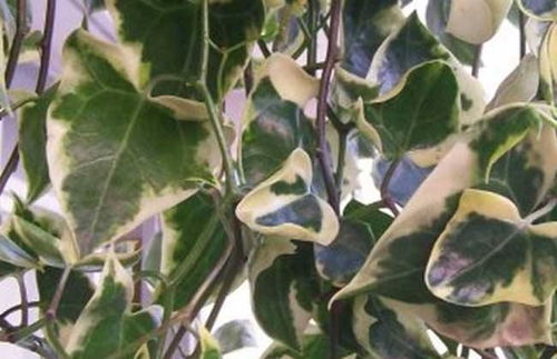 冬天养护，我该怎么办呢？