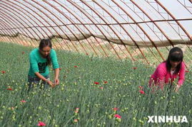 三、 塞上花dou，花团锦簇