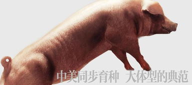 国外生猪育种为何领先，中国如何借鉴？