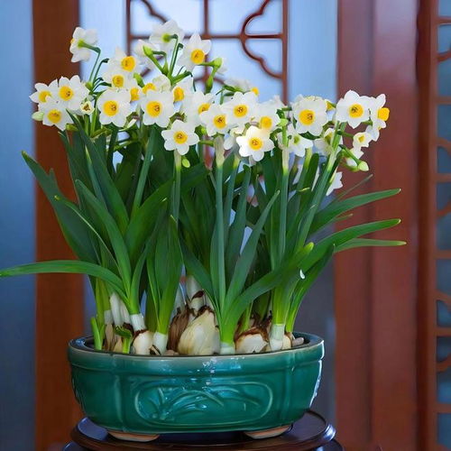 水培水仙怎么养才能开花？开花条件有哪些