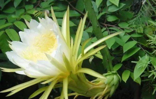 百合花：白白的花儿， 泡水喝养心润肺