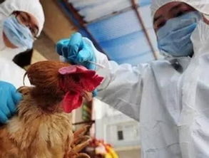 发现白粉病， 行动要快