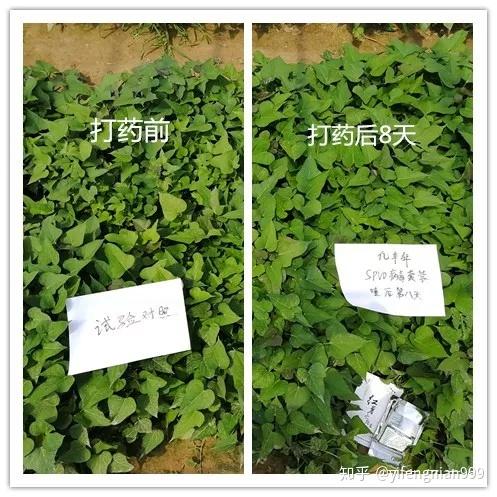 甘薯病毒病有哪些典型症状？如何采取有效的防治措施