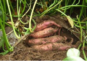 第一步：选个美美的地瓜