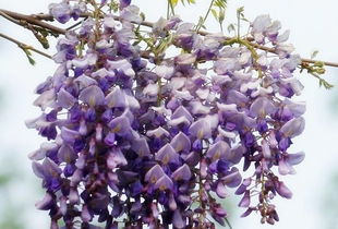 紫藤种植小贴士