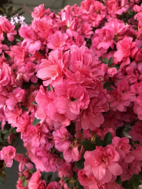 杜鹃花干花养护，掌握技巧