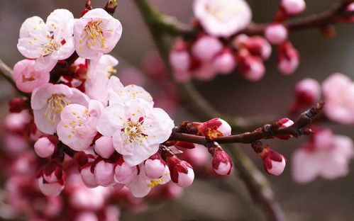 九月桃花刀，融合了美丽花海与勇敢战士的象征