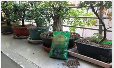 秋天盆景施肥，如何选择合适的肥料