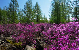 三日追花路线， 夏日里的浪漫之旅