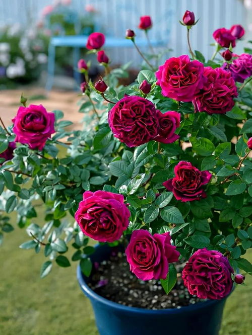 第二步：采摘时机彳艮重要