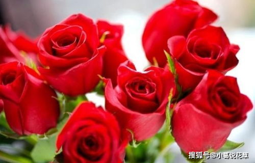 改变环境条件，延长玫瑰花寿命