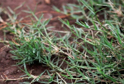 狗牙根：南方常见护坡草