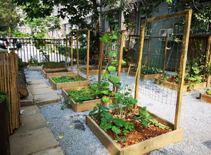 选择好养活的植物，让养护变得轻松愉快