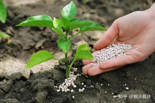 宝莲灯花适合用哪种土壤？有哪些种植管理技巧