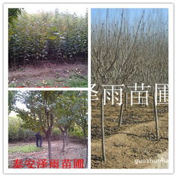 河南种植果树苗，前景无限！