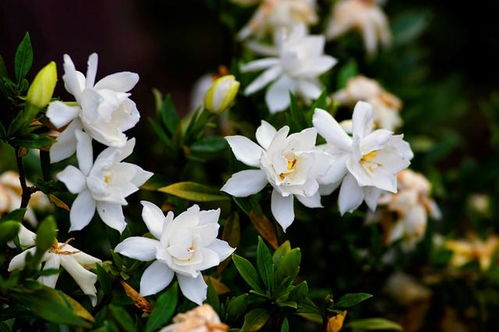 栀子花香白兰花香，哪种更适合你家阳台
