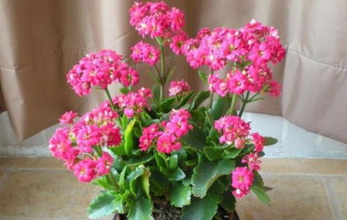 7月适合种植的花草种类有哪些推荐？