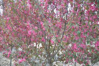 花儿的颜色，不一样的美丽