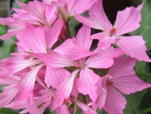 揭秘彼岸花生长奥秘：土壤与气候条件大公开！