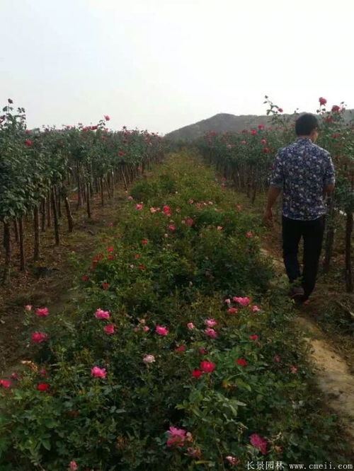 买卖比例， 价格波动