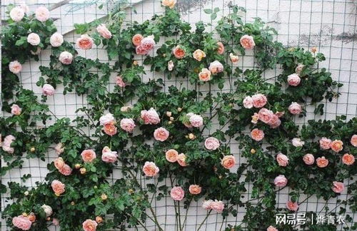 南方地区， 注重耐雨淋嫩力