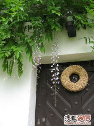 紫藤树种植好处