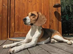 比格犬体型小，性格活泼