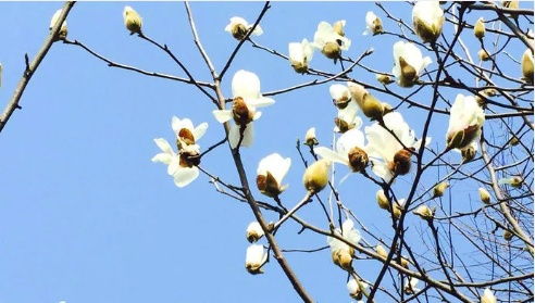 春之使者， 白玉兰的秘密