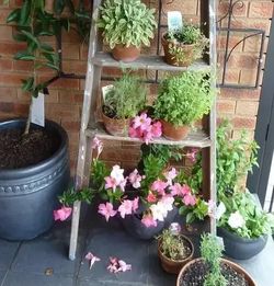 六种耐寒花卉， 让你的花园四季如春