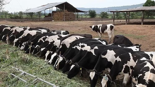 云南反刍饲料厂生产的反刍饲料，是否位列世界十大反刍饲料品牌之一？