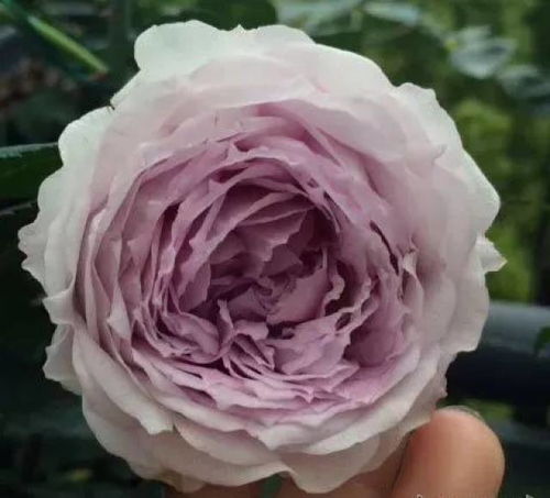 青金石月季， 美得让人心醉的蓝紫色花朵