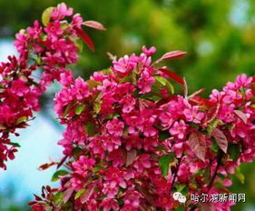 1. 花儿啊， 那可是春天的使者哦