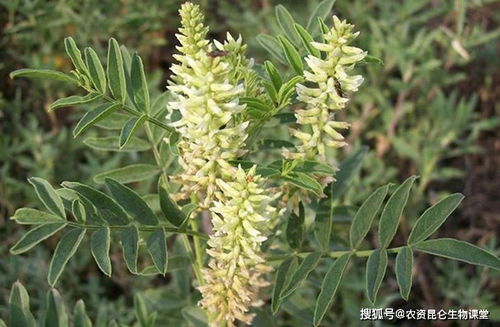甘草锈病，你了解多少？