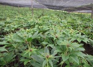 重楼种子种植，你等了几个月？