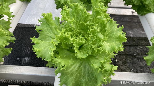 室内管道水培， 这些菜Zui合适