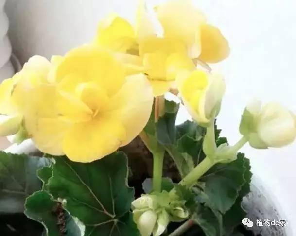 推荐5种室内花卉：颜值与实力兼具