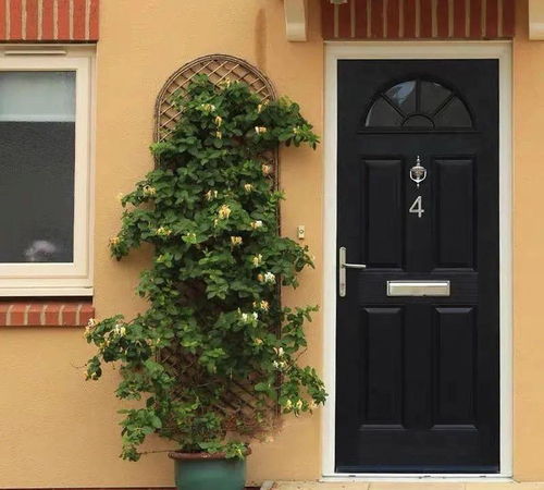 过道门口种花指南：这些花既美观又耐阴