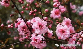 美人梅的特点有哪些？请详细描述其外貌和独特之处
