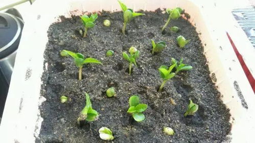 槐花种植的四个步骤