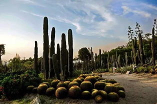 厦门植物园的实测后来啊