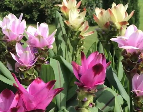 荷花的家, 湖北行