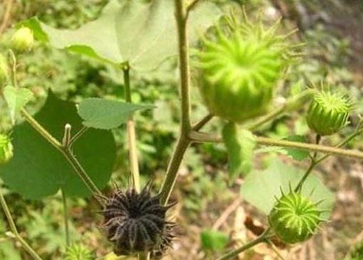 婆婆丁花晒干泡水，传统中草药