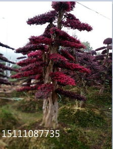 榆树种子发芽时间