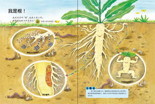 Q1：哪种植物嫩发电？