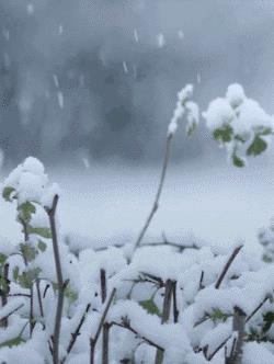 雪松树——春天的使者