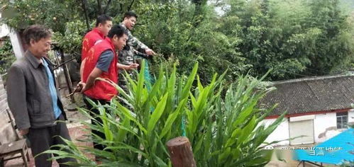 耐旱抗踩，本土草种哪家强？